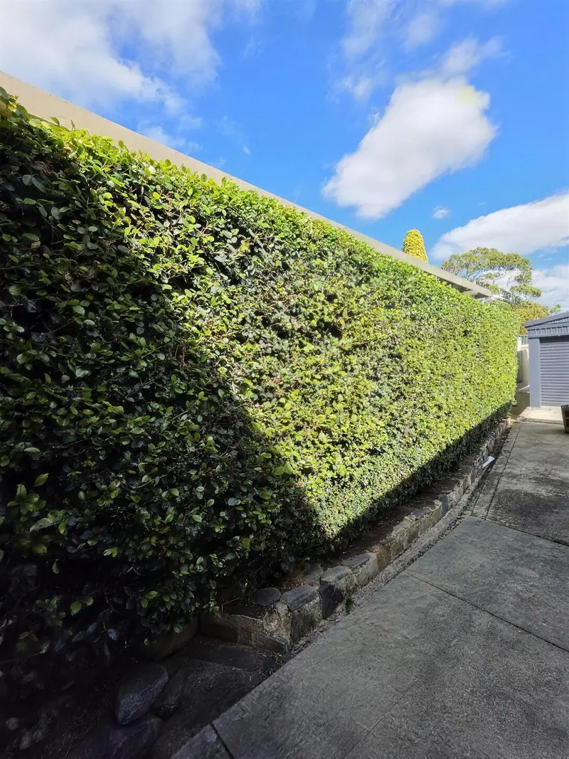 Freshly trimmed and shaped boundary hedge by Garden Grit in Walkerville, Adelaide eastern suburbs