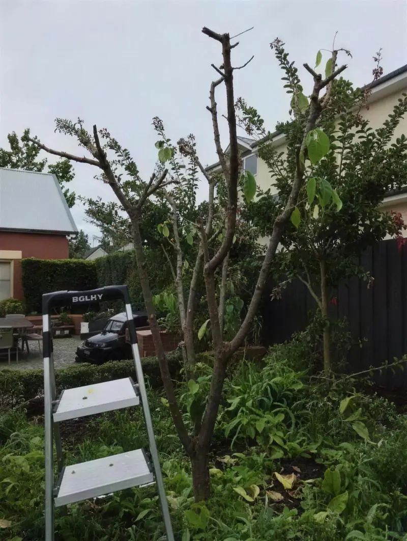 Small ornamental tree after pruning in a Campbelltown, Adelaide garden, showing clean cuts and open canopy